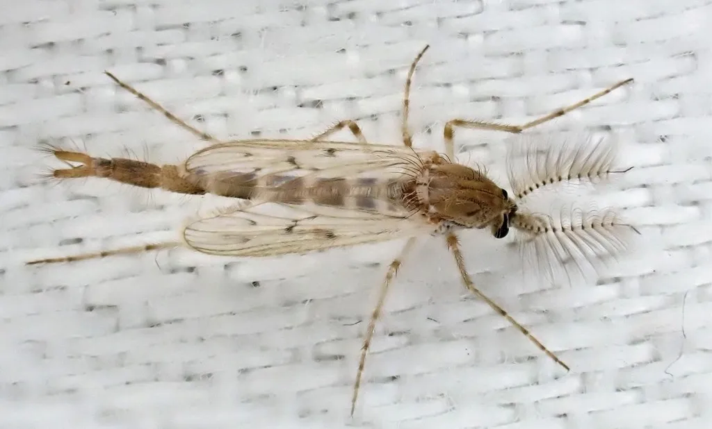 Chaoborus vagus - photo 2