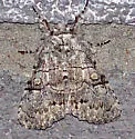Charadra dispulsa - Hodges#9190