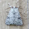 Charadra dispulsa - Hodges#9190 - photo 4