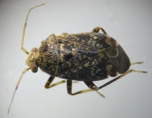 Charagochilus gyllenhalii