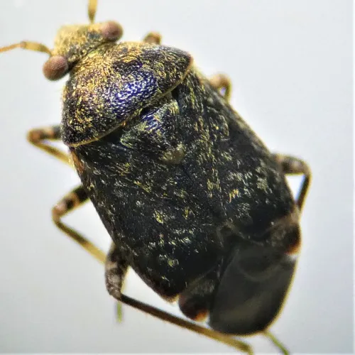 Charagochilus gyllenhalii - photo 2