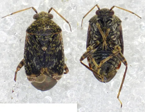 Charagochilus gyllenhalii - photo 3