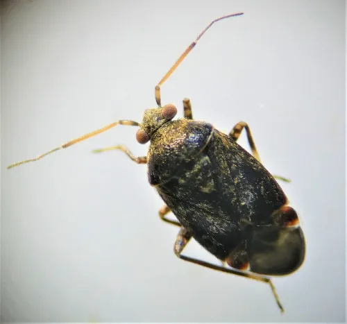 Charagochilus gyllenhalii - photo 4