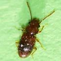 Charaphloeus adustus