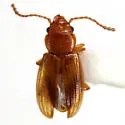 Charaphloeus adustus - photo 2