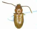 Charaphloeus adustus - photo 4