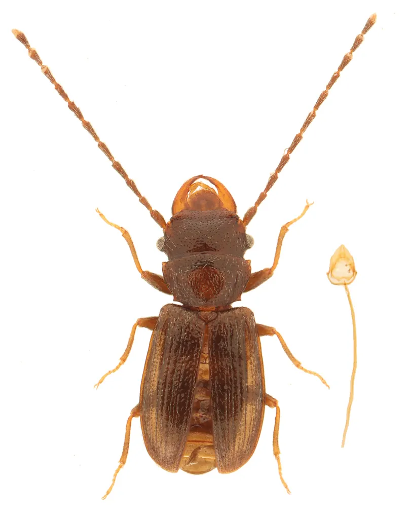 Charaphloeus convexulus