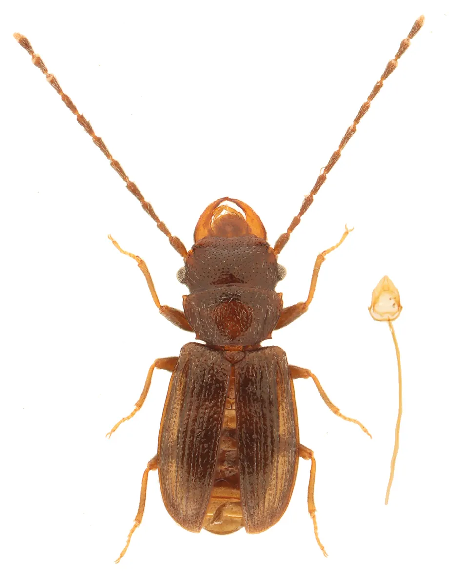 Charaphloeus convexulus - photo 2