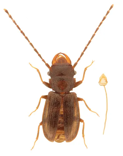 Charaphloeus convexulus - photo 3