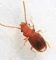 Charaphloeus unnamed