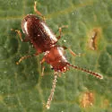Charaphloeus unnamed - photo 2