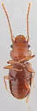 Charaphloeus unnamed - photo 4