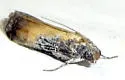 Chararica bicolorella - Hodges#5714 - photo 4