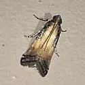 Chararica bicolorella - Hodges#5714 - photo 5