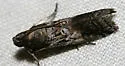 Chararica hystriculella - Hodges#5713