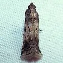 Chararica hystriculella - Hodges#5713 - photo 2