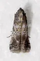 Chararica hystriculella - Hodges#5713 - photo 3
