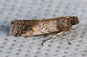 Chararica hystriculella - Hodges#5713 - photo 4