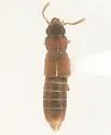 Charhyphus arizonensis - Charhyphus arizonensis