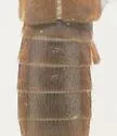 Charhyphus arizonensis - photo 2