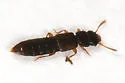 Charhyphus picipennis