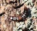 Charhyphus picipennis - photo 2