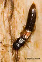 Charhyphus picipennis - photo 3