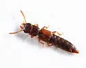 Charhyphus picipennis - photo 4