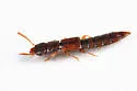 Charhyphus picipennis - photo 5