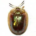 Charidotella bifossulata