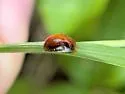 Charidotella ormondensis 0 - photo 2