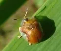 Charidotella purpurata