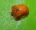 Charidotella purpurata - photo 2