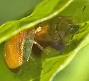 Charidotella purpurata - photo 3
