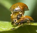Charidotella purpurata - photo 4