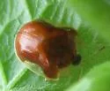 Charidotella purpurata - photo 5