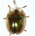 Charidotella succinea