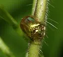 Charidotella succinea - photo 2