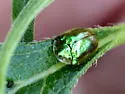 Charidotella succinea - photo 3