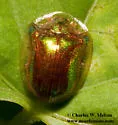 Charidotella succinea - photo 4