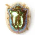 Charidotella succinea - photo 5