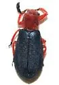 Chariessa catalina