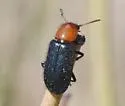 Chariessa dichroa - photo 2