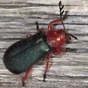 Chariessa elegans - photo 2