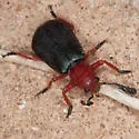 Chariessa elegans - photo 3