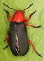 Chariessa elegans - photo 4