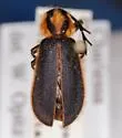 Chariessa floridana
