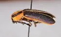 Chariessa floridana - photo 2