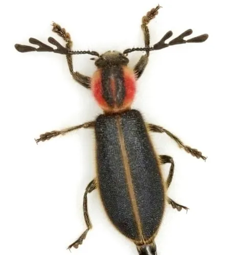Chariessa pilosa - photo 2