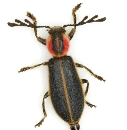 Chariessa pilosa - photo 3